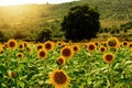 Field of sunflowers under bright sun Royalty Free Stock Photo